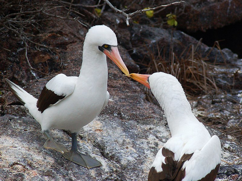 File:Nazca boobies (4228306457).jpg