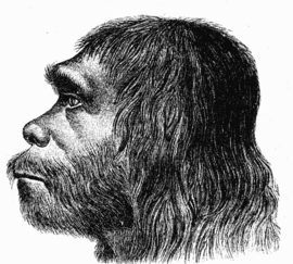 Homo neanderthalensis