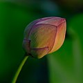 * Nomination: Nelumbo nucifera, also known as Indian lotus in bud stage (Image 1 of 7)--Subhrajyoti07 05:43, 4 May 2022 (UTC) * Review DoF insufficient. f/8 - f/16 would be better. --Tagooty 08:25, 4 May 2022 (UTC)