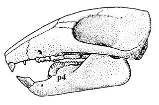 <i>Nemegtbaatar</i> species of mammal (fossil)