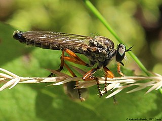 <i>Neomochtherus pallipes</i> species of insect