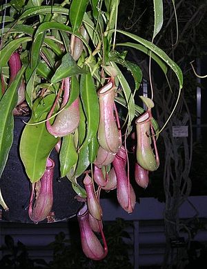 Nepenthes600.jpg