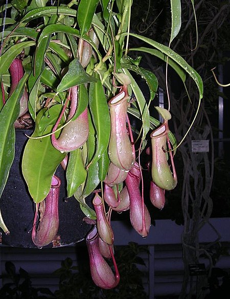 Nepenthes600.jpg