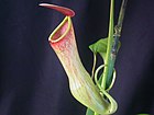 Nepenthes khasiana