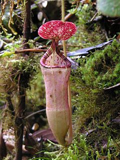 <i>Nepenthes pilosa</i> species of plant