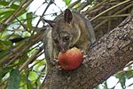 Northen brushtail possum eating an apple.jpg