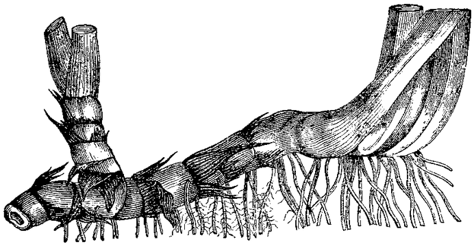 Гипогеогенное корневище. Корневище. Корневище рисунок. Ризома. Ризома схема.