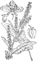 Rumex crispus Kodrastolistna kislica plate 296 in: Martin Cilenšek: Naše škodljive rastline Celovec (1892)