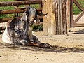 Nubian goat.jpg