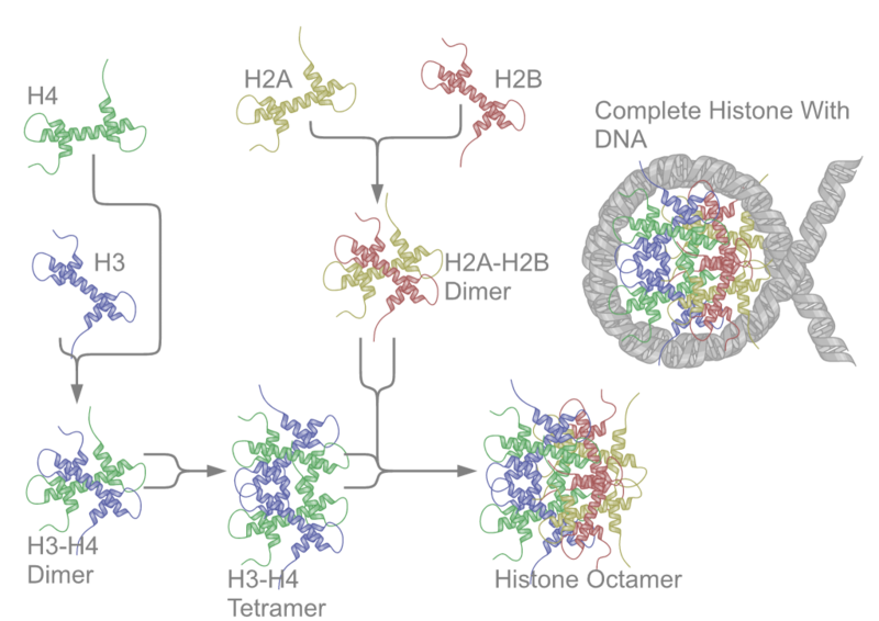 File:Nucleosome Structure.png