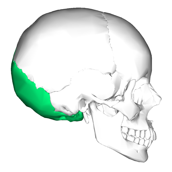 File:Occipital bone lateral.png