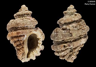 <i>Ocenebra brevirobusta</i> Species of gastropod