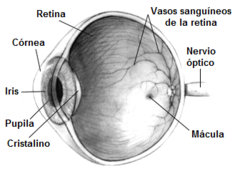 Ojo humano.png