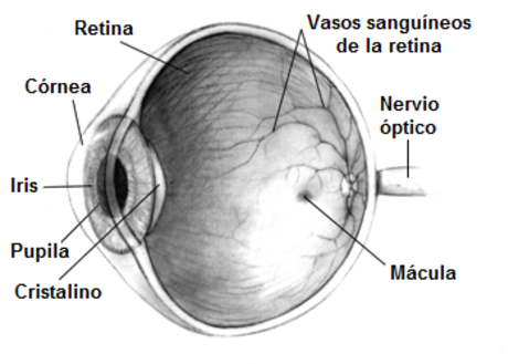 Mácula lútea