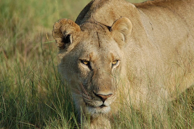 File:Okavango Delta, Botswana (2805961285).jpg