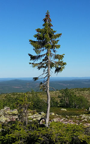 Old-tjikko-2015-08-19.jpg