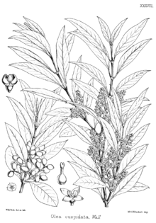 Planche sur Olea europaea subsp. cuspidata
