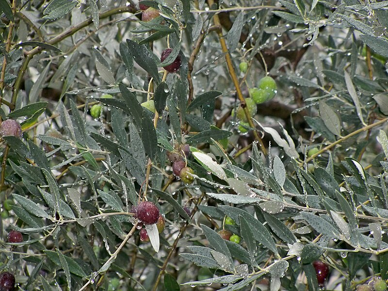 File:Olives tanche.JPG