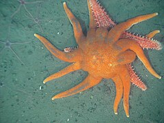 L'étoile Solaster dawsoni consomme principalement d'autres étoiles de mer, ici une Hippasteria spinosa.