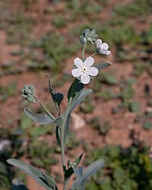 Omphalodes linifolia - Fleurs.jpg
