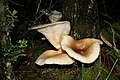 Omphalotus Nidiformis