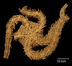 File:Ophiocoma species plate 4 (cropped-d).png (Category:Ophiocoma scolopendrina)