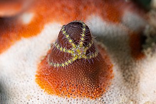 <i>Ophiothela mirabilis</i> Species of echinoderm