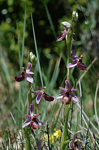 <i>Ophrys <span style="font-style:normal;">×</span> flavicans</i> Hybrid species of orchid