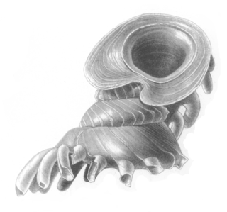 <i>Opisthostoma stellasubis</i> species of mollusc