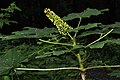 Oplopanax horridus