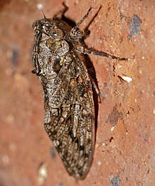 Orangenflügelzikade (Platypleura haglundi) (15880396994) .jpg