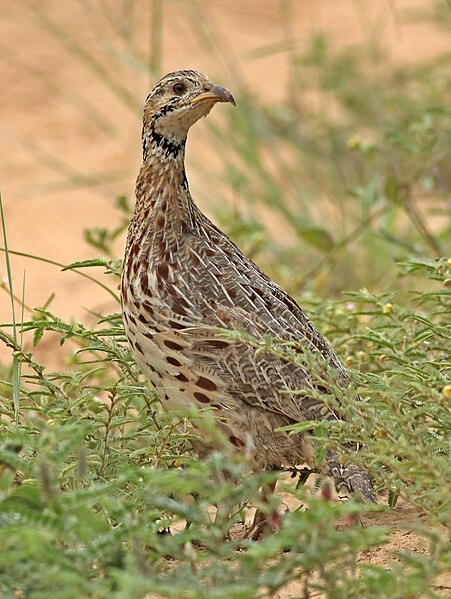 File:Orange River francolin, Scleroptila levaillantoides, at Khama Rhino Sanctuary, Botswana (31456412793).jpg