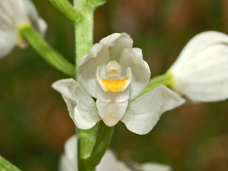 File:Orchidaceae - Cephalanthera longifolia.JPG