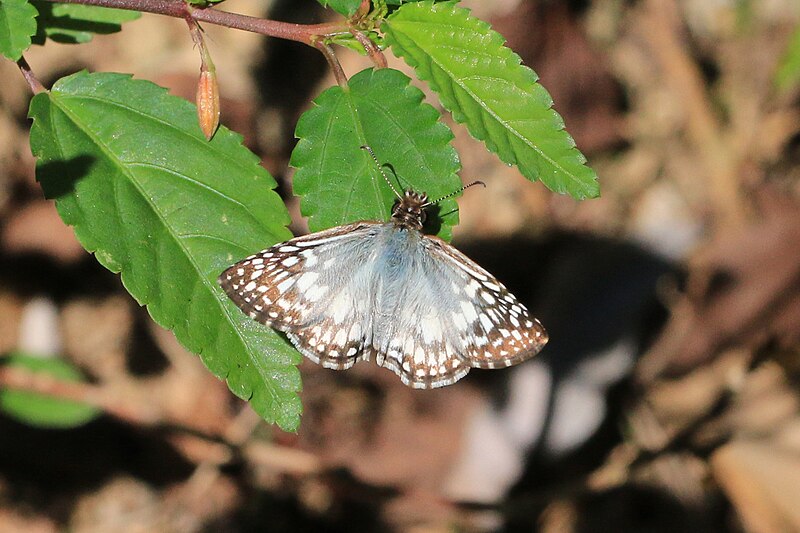 File:Orcus checkered Skipper (Burnsius orcus ) male Cu.jpg