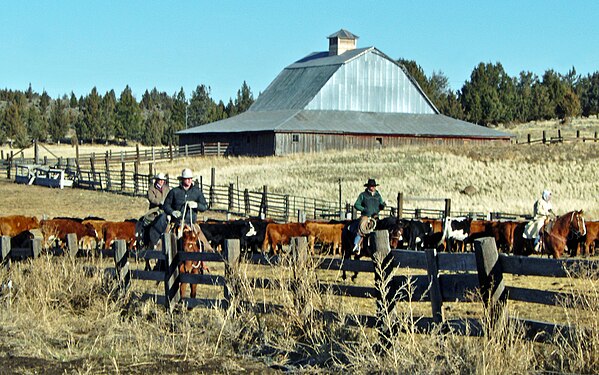 Cattle Roundup For Branding