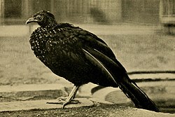 Orton's Guan (Penelope ortoni) (cropped).jpg