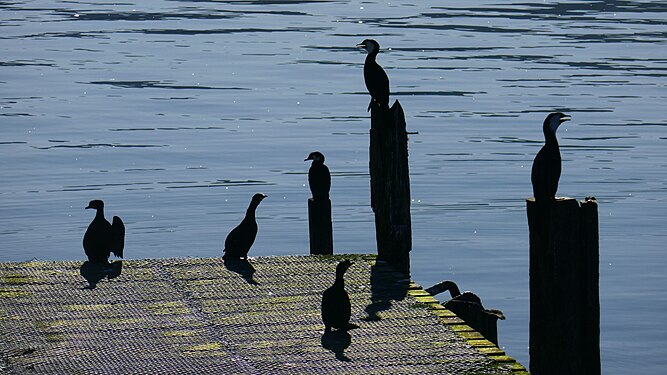 Birds on a pier along the Otago Peninsula, New Zealand