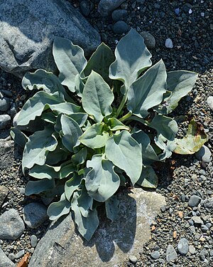 Oysterplant (Mertensia maritima)