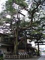 Heilige boom in Kamakura