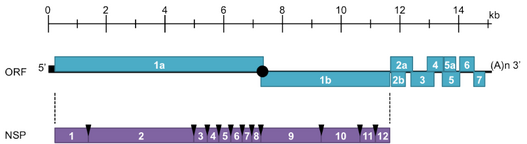 Betaarterivirus Suid 1