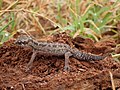 Miniatura para Pachydactylus maculatus