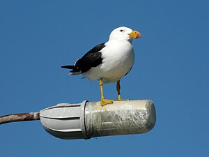 A Pacific Gull occupying a favourite vantage point above the wharf at Esperance