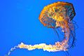 Тихоокеанская крапива, Балтимор, Мэриленд Aquarium.jpg