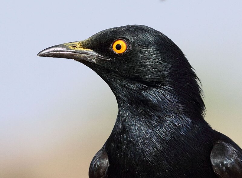 File:Pale-winged starling Onychognathus nabouroup 2011 09 25 6382, crop2.jpg