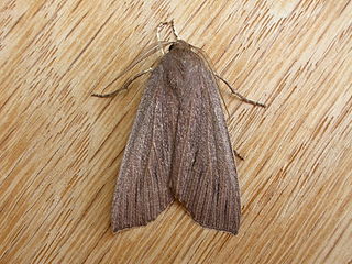 <i>Palleopa</i> Genus of moths