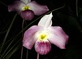 Paphiopedilum vietnamense