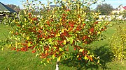 Драбніца для Malus pumila