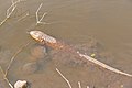 Paraguay Caiman Lizard (Dracaena paraguayensis) in the water ... - Flickr - berniedup (1) .jpg