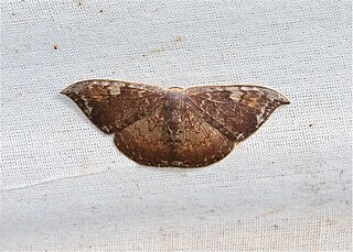 <i>Paralbara watsoni</i> Species of hook-tip moth