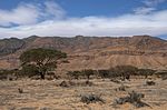 Savanna scenery with sparse trees and mountains in the background